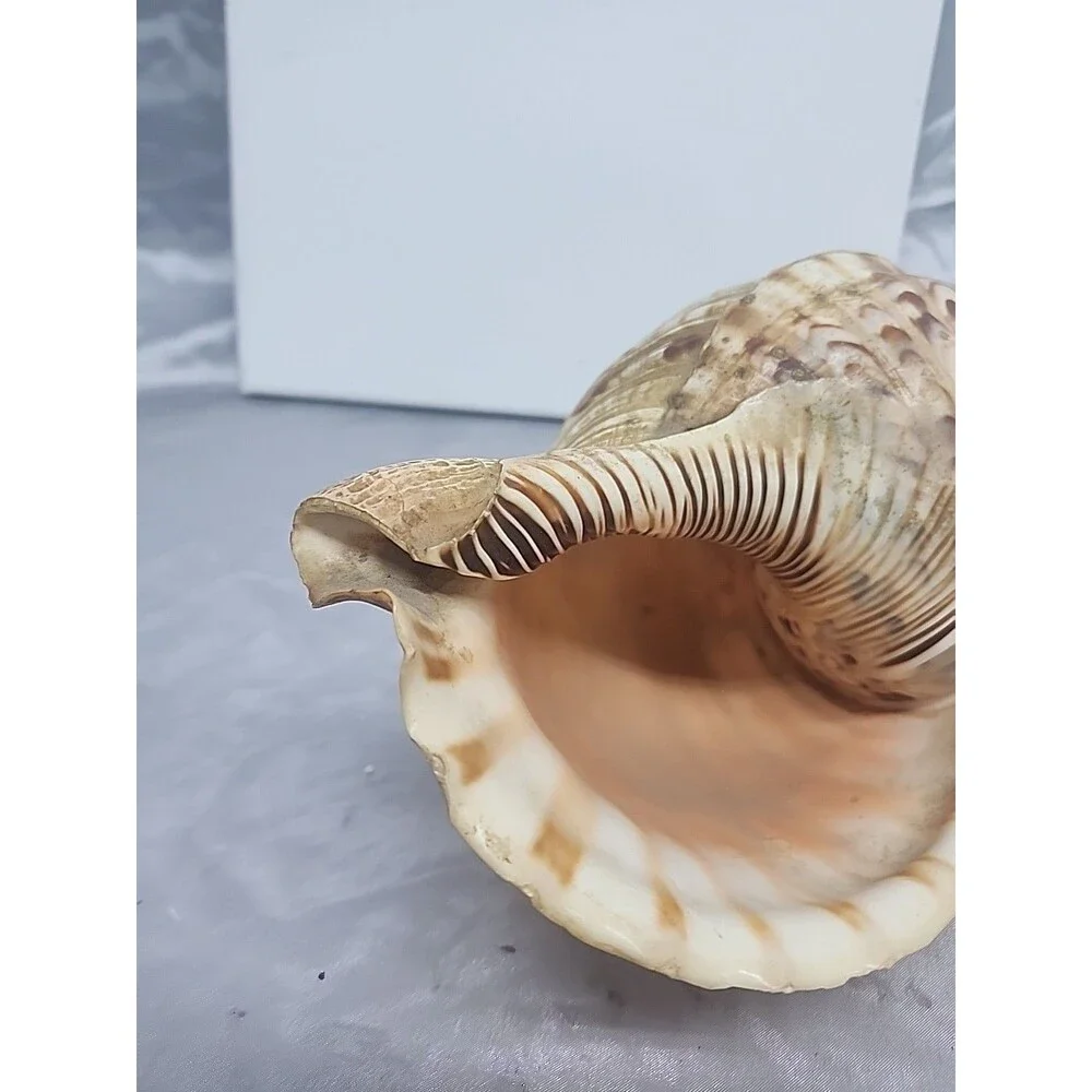 Trumpet Triton Charonia Tritonis Shell Conch XL 12” - Picture 8 of 9
